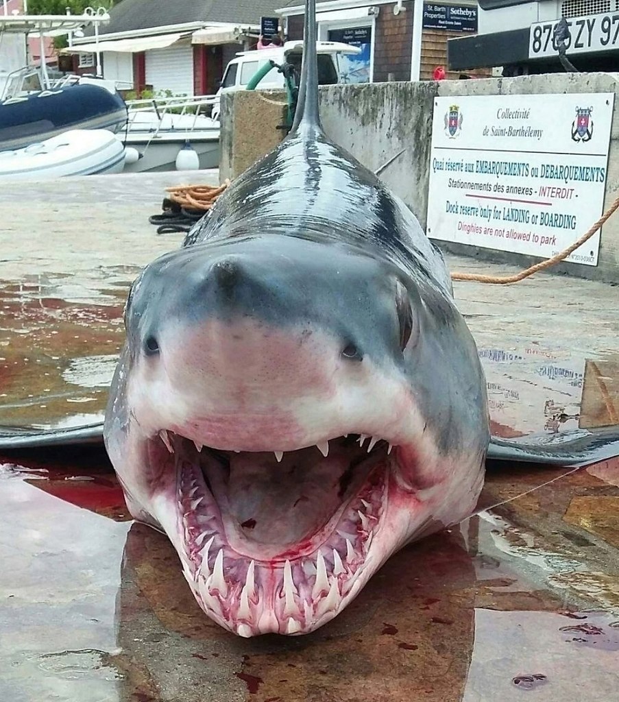 acaa aoa: aca poa aa o 6 epo oaa  epeo cpa! eao  ...
