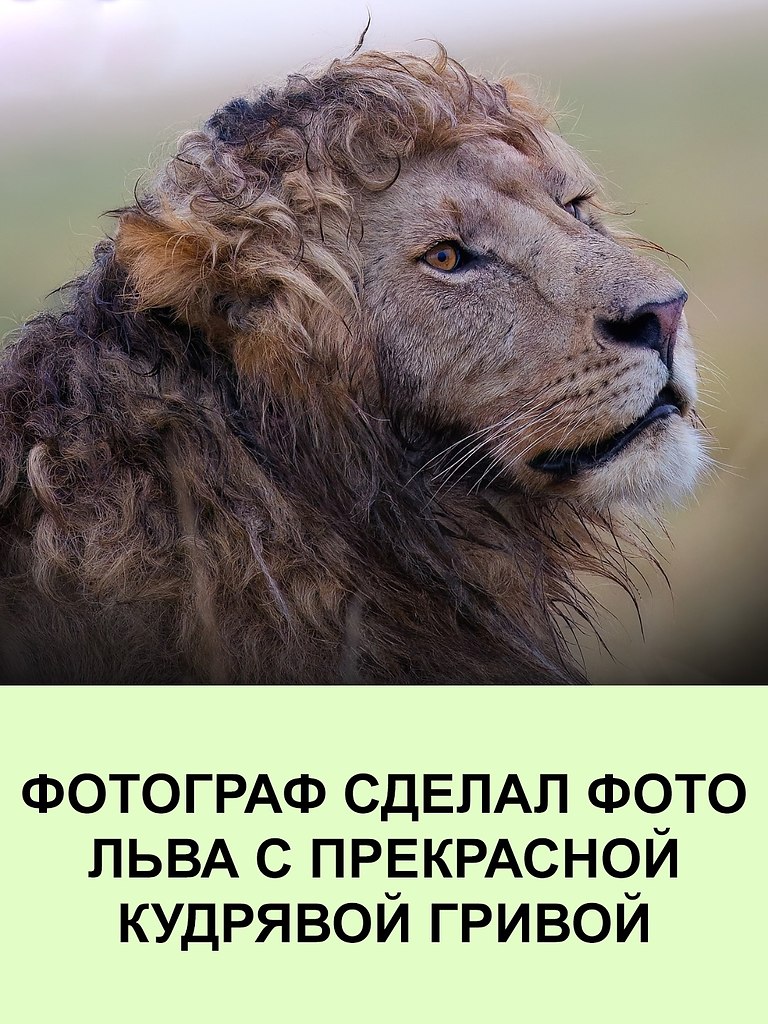 Фотограф дикой природы запечатлел самца льва с идеально вьющейся гривой. У этого льва как раз ...