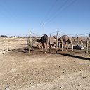 ���� Ali, ����, 30 ��� - ��������� 14 ����� 2026 � ������ ���� ����������