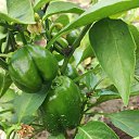 ���� Svetlanna, ������������ - ��������� 14 �������� 2024 � ������ ���� ����������