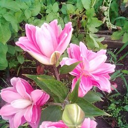  ,  , 67  -  18  2025