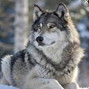 ���� Wolf, ������, 53 ���� - ��������� 26 ������ 2025 � ������ ���� ����������