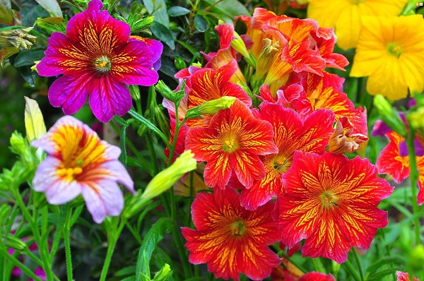  (Salpiglossis)         , ... - 6