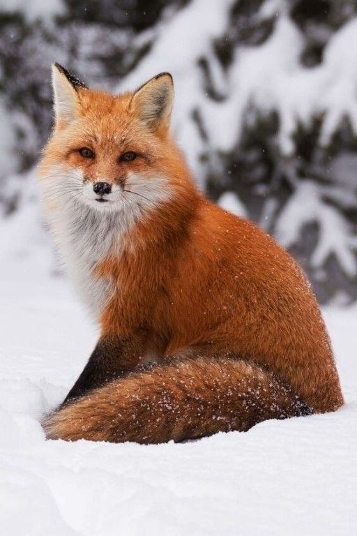 ��� ��������� ���� � ����� � ��������� �� ������� ����: 1. Foxes are known for their cleverness and ... - 2
