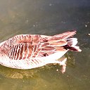  Ggg, , 59  -  2  2025   Barcelona