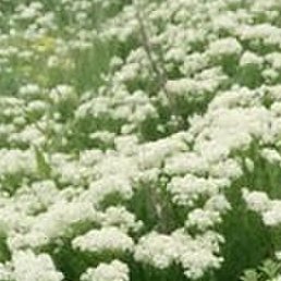 ���������, ������, 46 ���