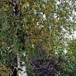 ������, ���������, 42 ����