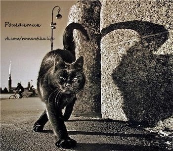 Как-то раз один старый кот повстречал молодого котенка. Бегая по кругу, котенок явно пытался догнать ...