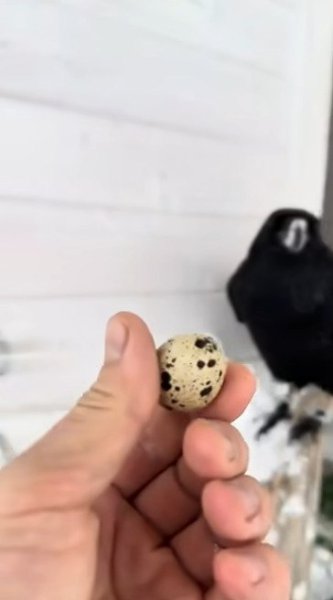 Насколько же эти птицы умные, даже умнее некоторых людей