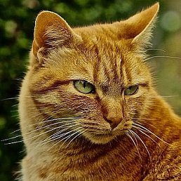 ��������, ������, 18 ���