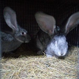 �������, �������, 51 ���