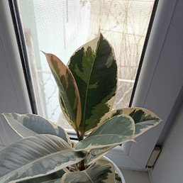 �����, �������, 55 ���