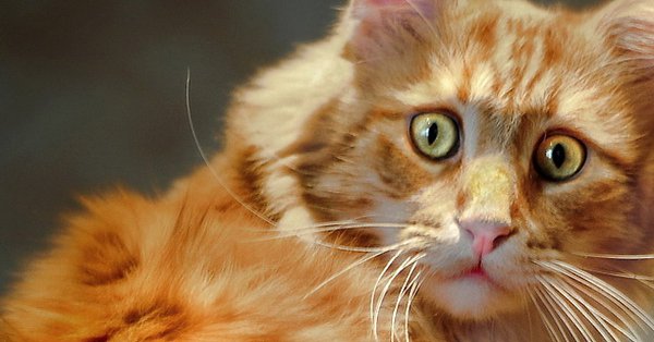 К нам заехал приятель-ветеринар. Увидев колтуны на шерсти кота, посоветовал сдать биохимию крови, ...