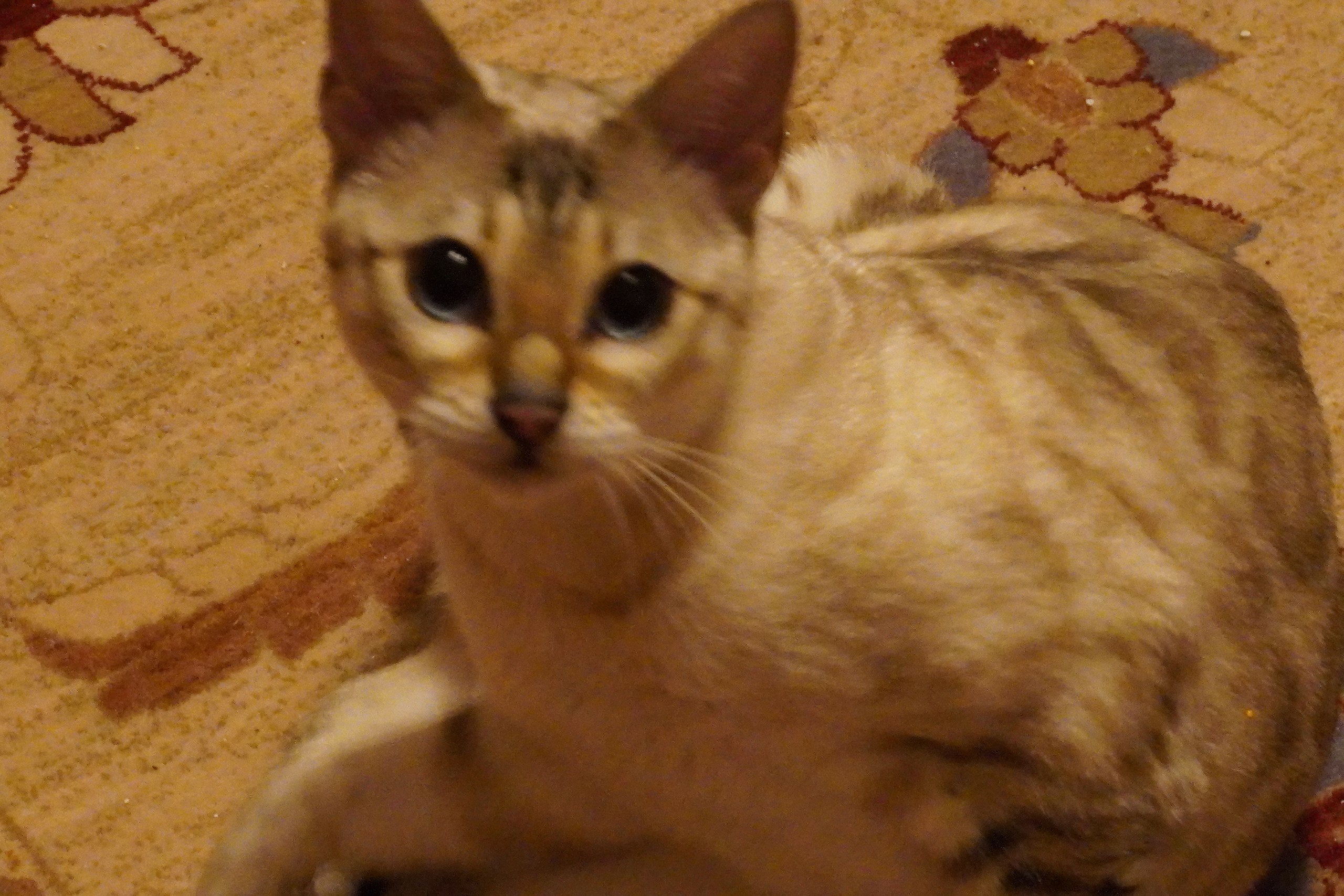 Uegenia Seidel - 6  2025  19:32