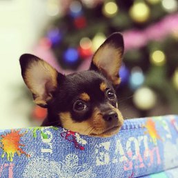 �����, �����, 39 ���