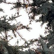 ������, 44 ����, �������