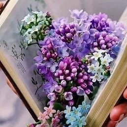 �����, ������������, 62 ����