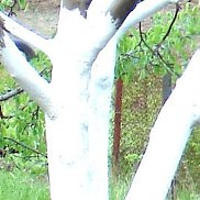 ����, 61 ���, �������