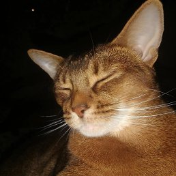 �������, ���-�����, 53 ����