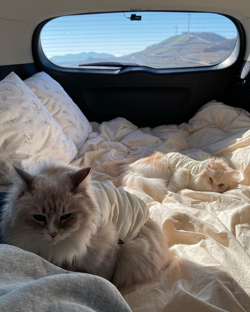 ��������� ����������� - 4