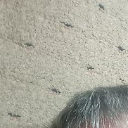 ������, 55 ���, ����