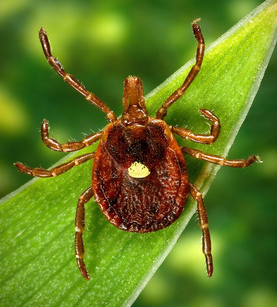 � ����� � ��������� ������ ��� ������� ���� ��� ��������� Lone Star tick. ��� ���� �������� � ... - 2