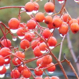 �������, ����-���������, 59 ���