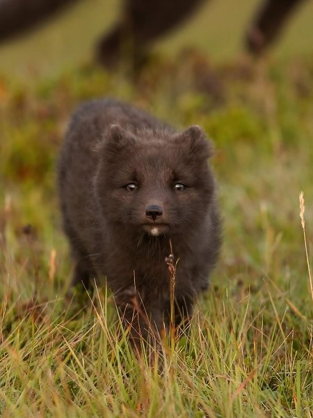 oa  a, o aa peca ,  cpa oea o ce c, o ep ca ca ... - 4