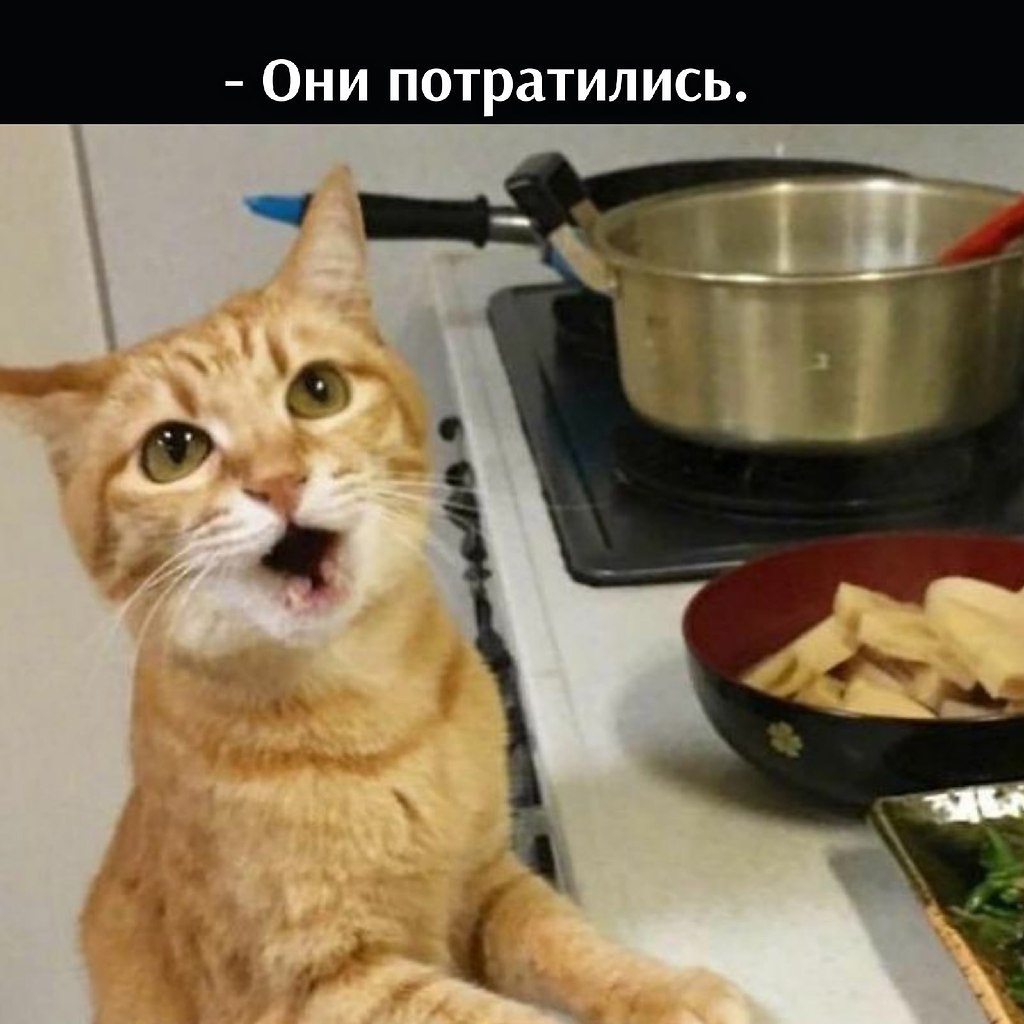 Без кота и жизнь не та - 11 июля 2025 в 10:48 - 2