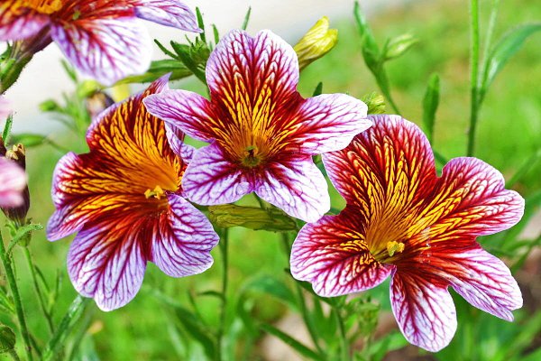  (Salpiglossis)         , ... - 7