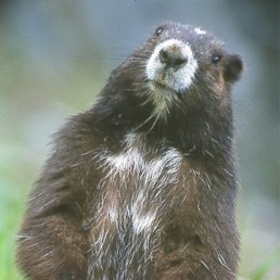 �����, ������, 41 ���