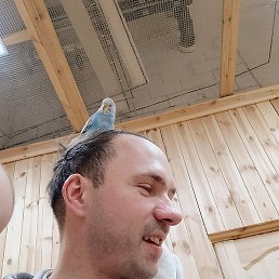 ����, �����-���������, 41 ���