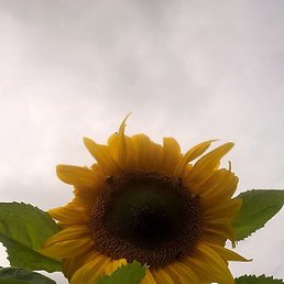 Elena, �����-���������, 57 ���