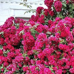 �������, �������, 75 ���