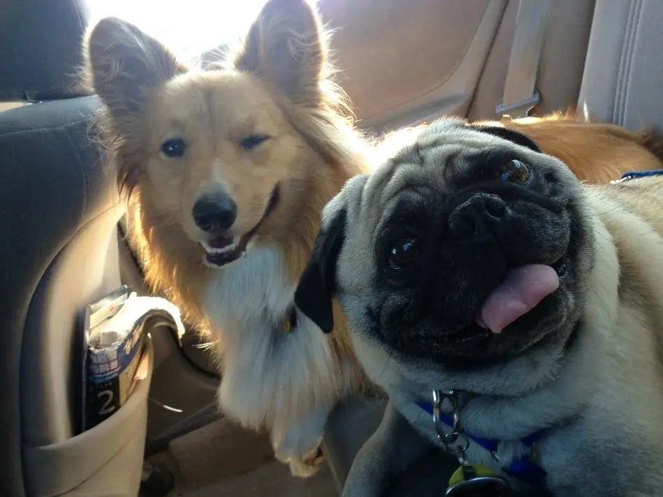 Лучшие друзья