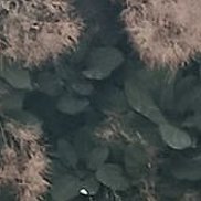 ��������, 41 ���, �����