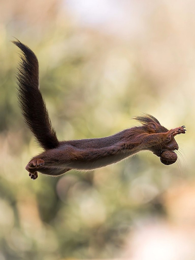    ,         .  ... - 4