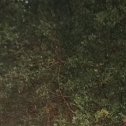 ���������, 43 ����, ������