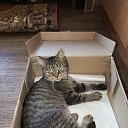 ���� *****˸��*****, ��������, 44 ���� - ��������� 24 ������ 2025 � ������ ������ ��������