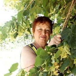 �������, ������, 66 ���