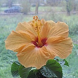 �������, ������� ��������