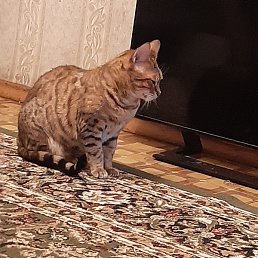 ����, ������, 37 ���