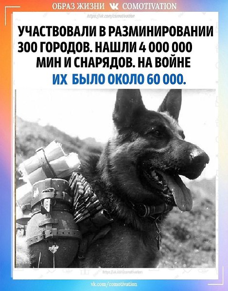 80 ЛЕТ ВЕЛИКОЙ ПОБЕДЫ. Легендарные собаки времен Великой отечественной войны и их бессмертные ... - 3