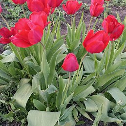 ������, �������, 40 ���