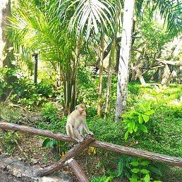 Frend, �����������, 36 ���