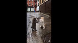 ������� ���