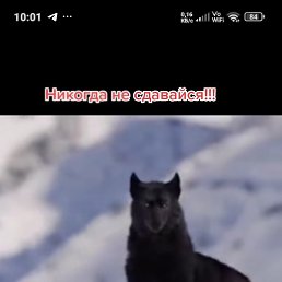 ..������ �����)), ���������