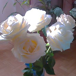 ���������, ������, 52 ����