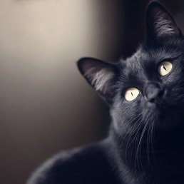 �����, ������, 44 ����