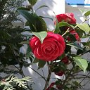 ���� *Galina*, ������, 54 ���� - ��������� 25 ������ 2026 � ������ ���� ����������